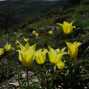 Tulipa florenskyi